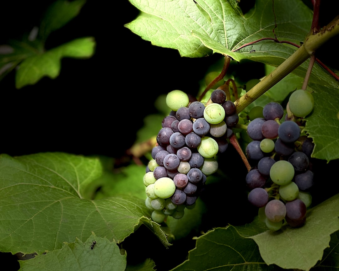 Photo Purple grapes