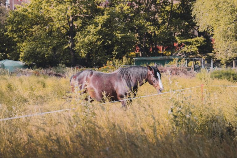 Discovering the Charm of Cloverland Ranch