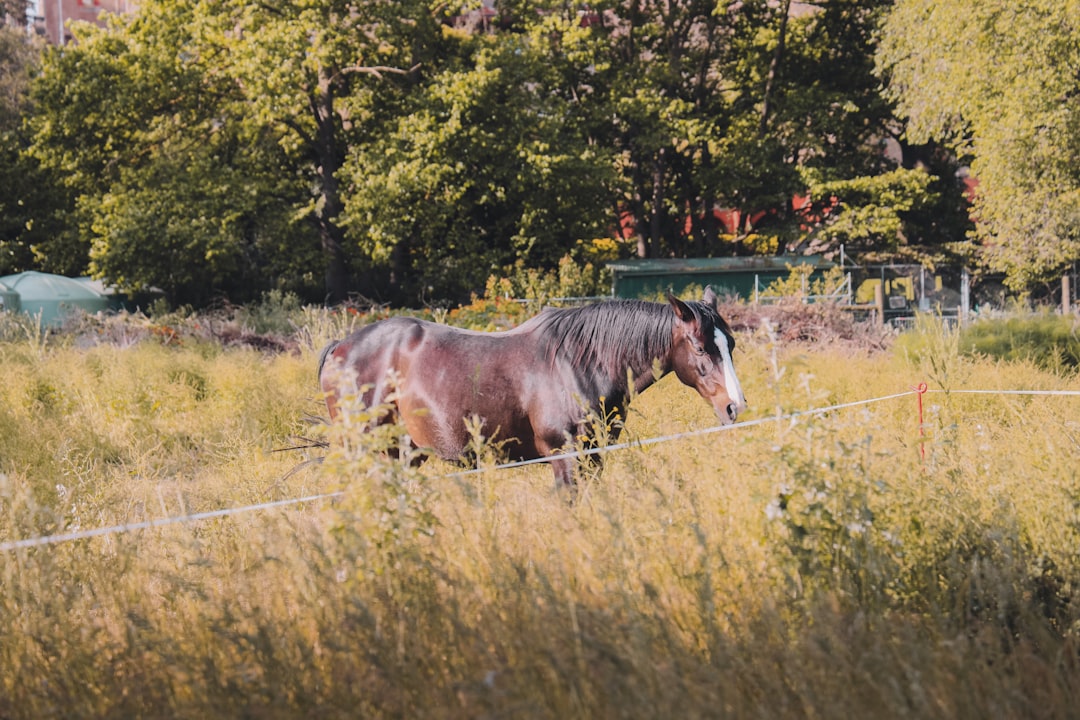 Photo Ranch landscape