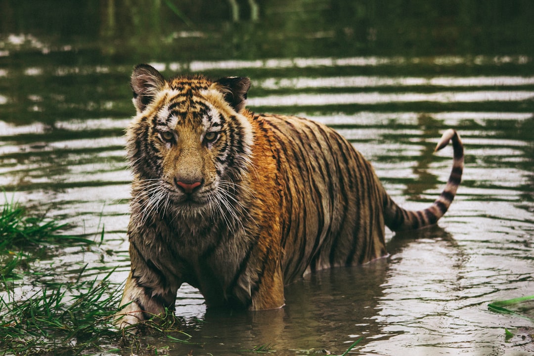 Photo Tiger sanctuary